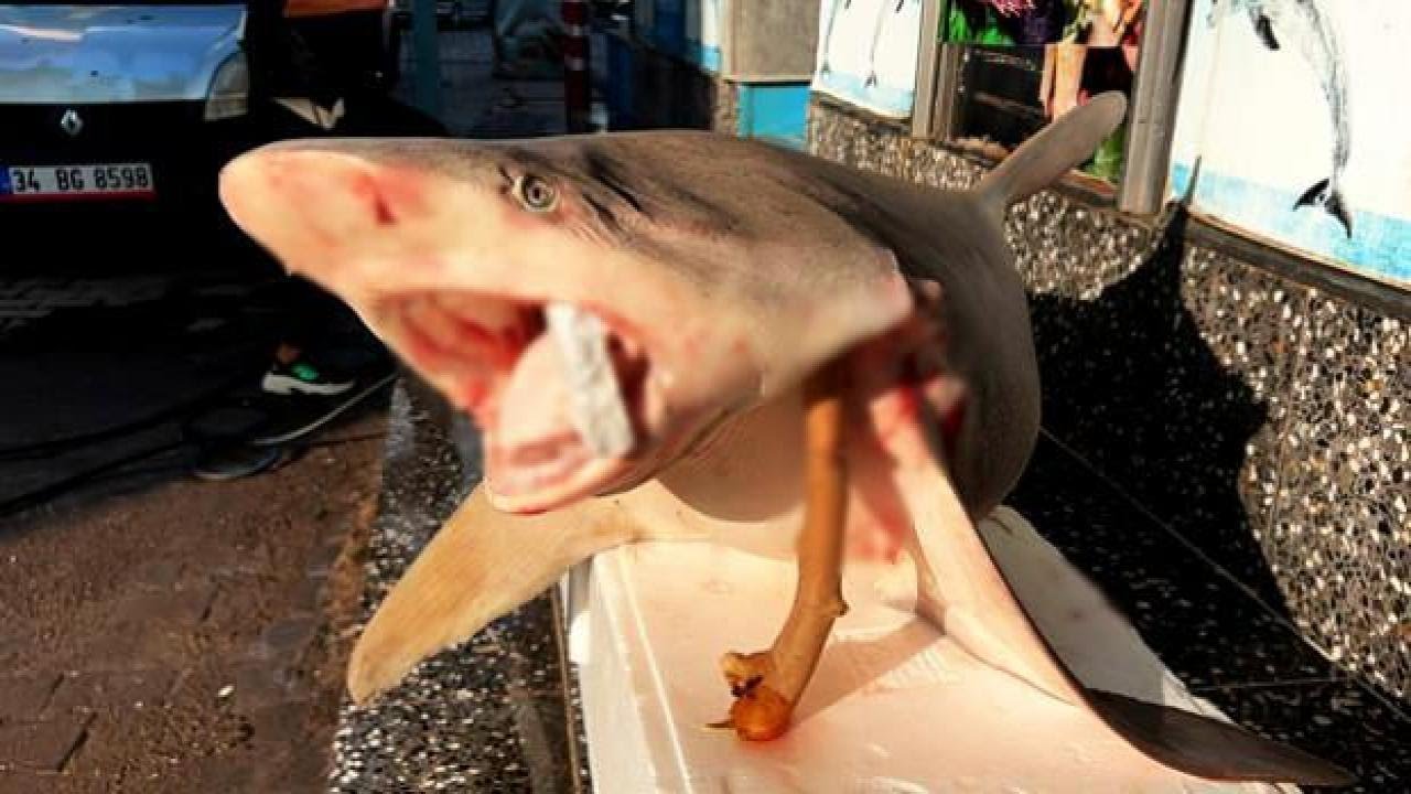 Şanlıurfa’ da Köpek Balığı!